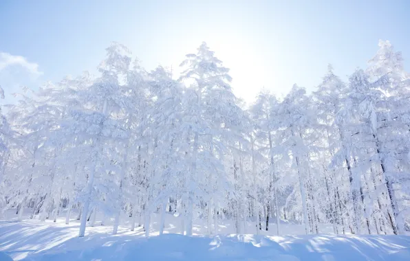 Зима, лес, небо, снег, деревья, утро