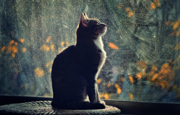 Картинка кошка, свет, вечер, окно, профиль