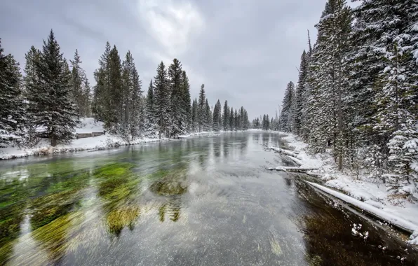 Картинка зима, лес, река