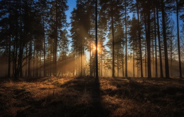 Лес, деревья, Швеция, солнечный свет
