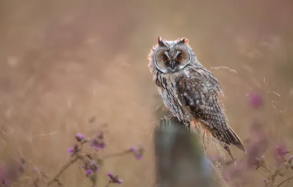 Цветы, сова, птица, боке