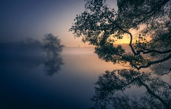Деревья, туман, озеро, парк, отражение, рассвет, Англия, Лондон