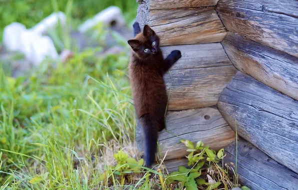 Картинка кошка, кот, кошки, стена, дерево, обои, взбирается, природа. фон