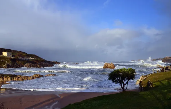 Картинка море, волны, небо, шторм, дерево, скалы, бухта, залив