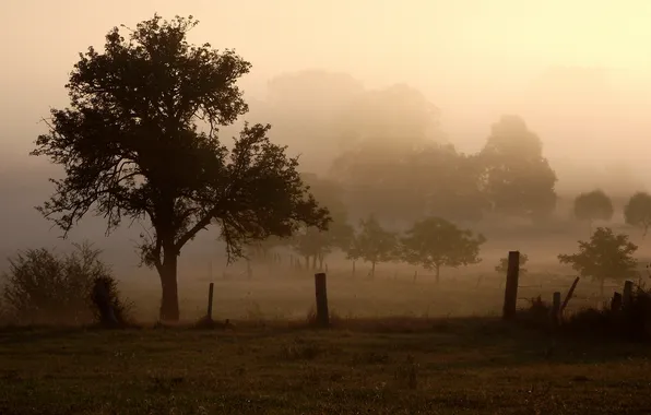 Картинка деревья, туман, утро