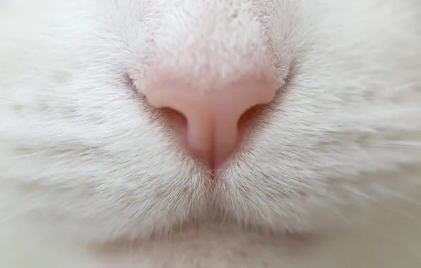 Картинка белый, кот, усы, макро, нос, macro