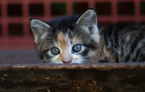 Кошка, кот, взгляд, котенок, фон, маленький, малыш, мордочка