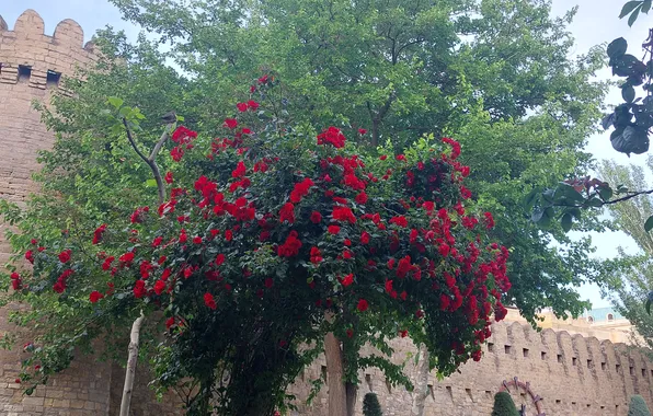 Картинка Цветы, Парк, Крепость, Flowers, Park, Азербайджан, Azerbaijan, Baku