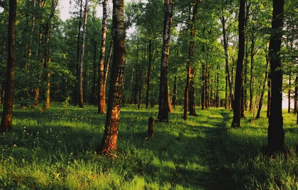 Зелень, лес, деревья, тропа