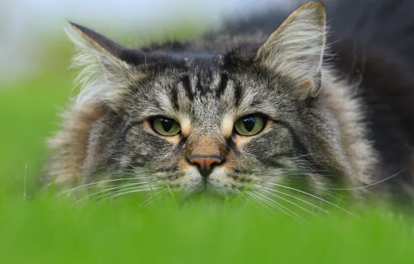 Картинка кот, взгляд, морда, Норвежская лесная кошка
