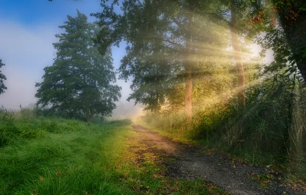 Картинка осень, лес, трава, листья, солнце, лучи, свет, природа