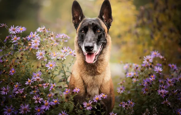 Картинка цветы, природа, собака