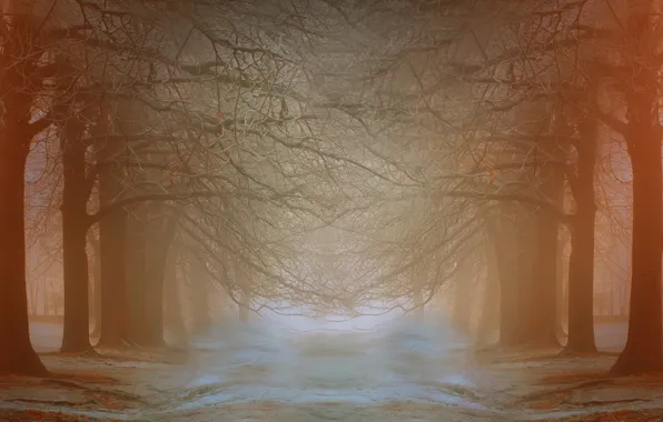 Дорога, деревья, туман