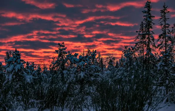 Картинка зима, небо, снег, деревья, закат