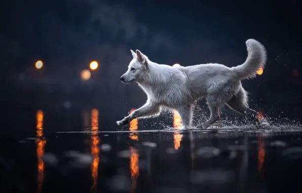 Картинка вода, огни, собака, Белая швейцарская овчарка