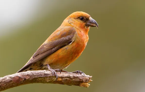 Природа, птица, клёст, Crossbill