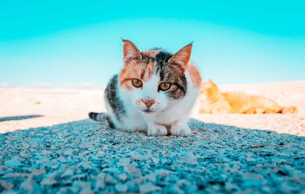 Кошка, кот, взгляд, поза, камни, берег, мордашка, голубой фон