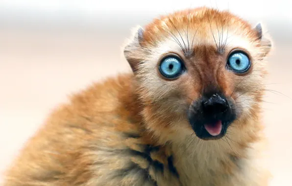 Взгляд, обезьяна, Lemur