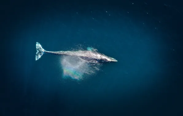 Картинка aerial view, blue, sea, whale, splash, water, rainbow