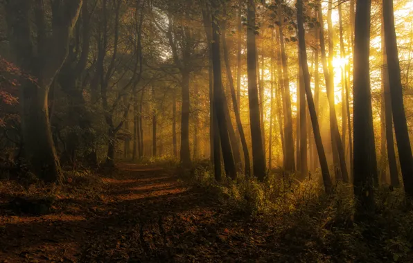 Картинка лес, Шотландия, дымка
