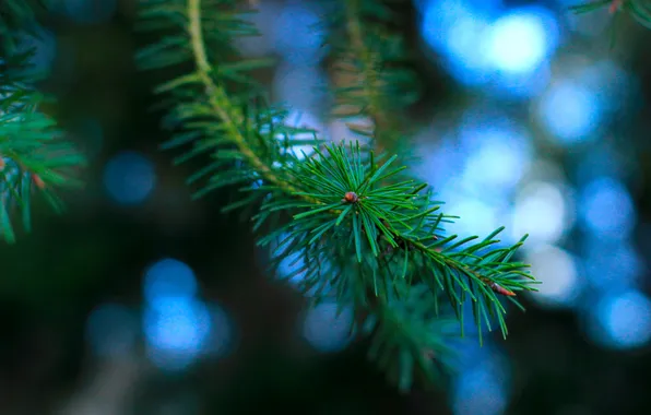 Green, plant, twig