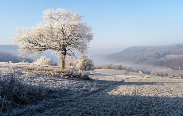 Картинка зима, иней, поле, дерево