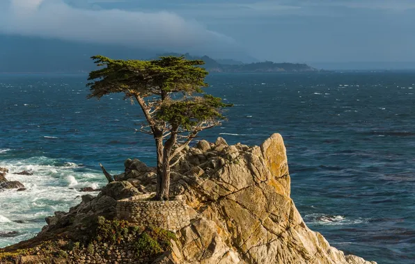 Скала, дерево, побережье, Калифорния, California, Тихий океан, кипарис, Монтерей
