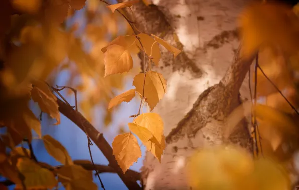 Картинка осень, листья, макро, жёлтый, дерево, листва, цвет, размытие