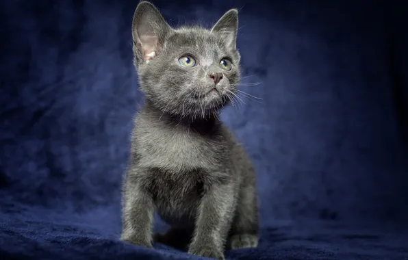 Кошка, взгляд, поза, котенок, серый, мордашка, сидит, британский