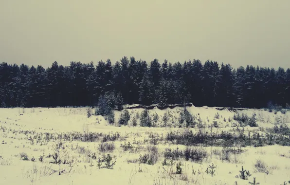 Картинка зима, лес, снег, сосны, ёлки, бор, вологодская область, тотемский район