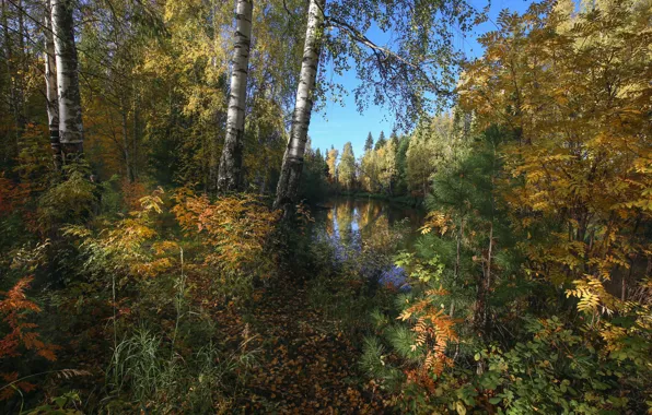 Картинка осень, лес, деревья, пейзаж, природа, ели, сосны, берёзы