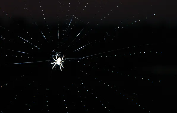 Макро, ночь, паутина, паук, spider