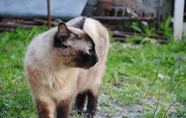 Кошка, Cat, Сиамская