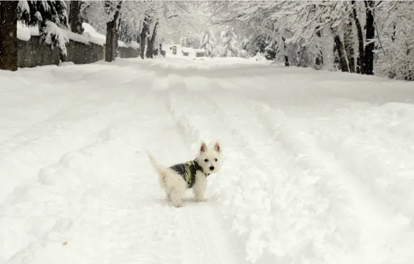 Картинка Зима, Снег, Собачка, Dog, Winter, Frost, Snow, Вест-хайленд-уайт-терьер