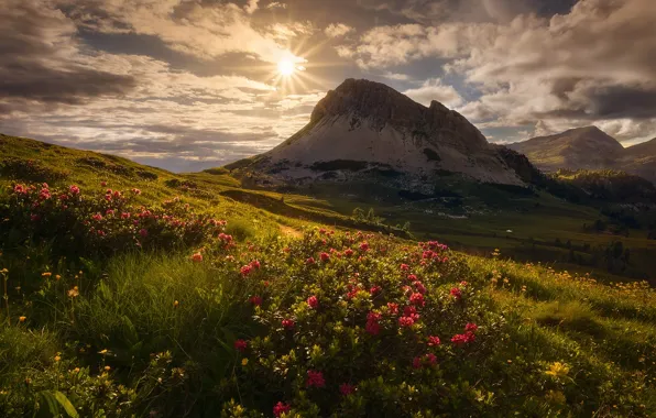 Картинка небо, трава, солнце, облака, цветы, горы, Альпы, Италия