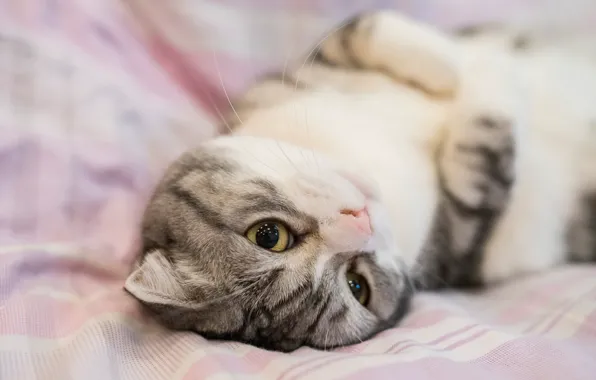 Кошка, глаза, кот, взгляд, милая, кровать, портрет, мордочка
