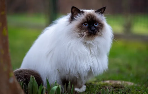 Кошка, трава, кот, взгляд, поза, газон, портрет, сад