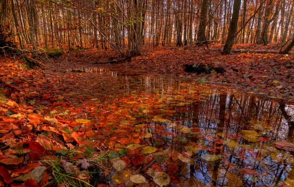 Картинка осень, лес, деревья, ручей, листва, речка