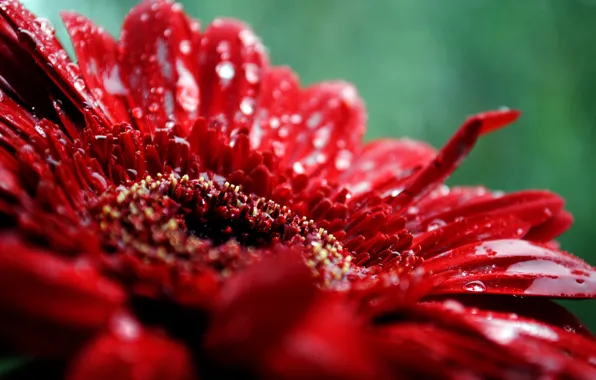 Картинка цветок, капли, макро, красный, растение, лепестки