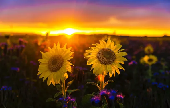 Картинка поле, небо, солнце, подсолнухи, закат, цветы, желтые, боке