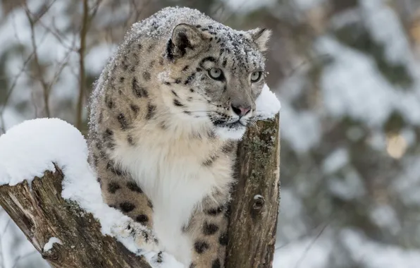 Картинка кот, морда, снег, дерево, снежный барс, ибрис