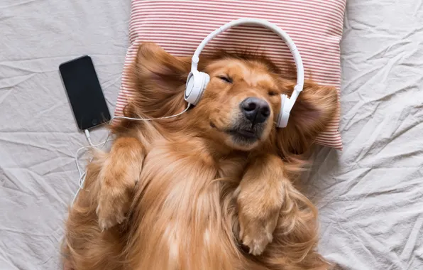 Радость, музыка, собака, наушники, подушка, телефон