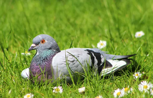 Field, bird, pigeon