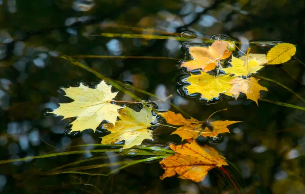Water, autumn, leafs, swim