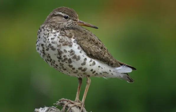 Картинка птица, перья, клюв, пятнистый перевозчик