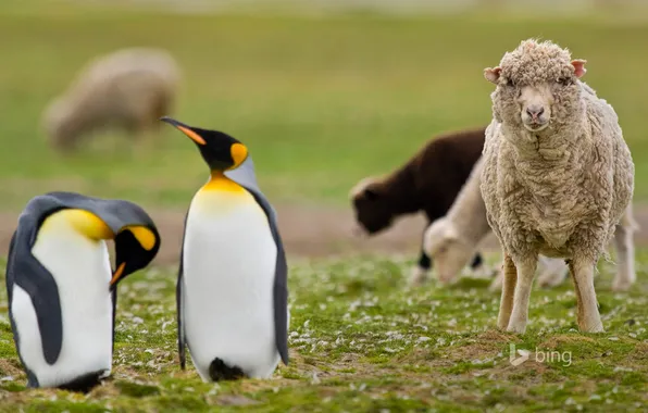 Картинка трава, природа, пингвины, овца, Фолклендские острова