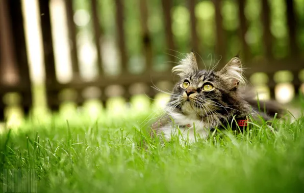 Картинка кошка, трава, забор