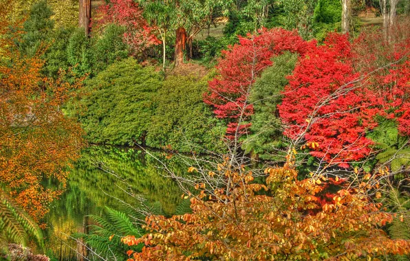 Картинка осень, отражения, деревья, природа, озеро, colors, Nature, trees