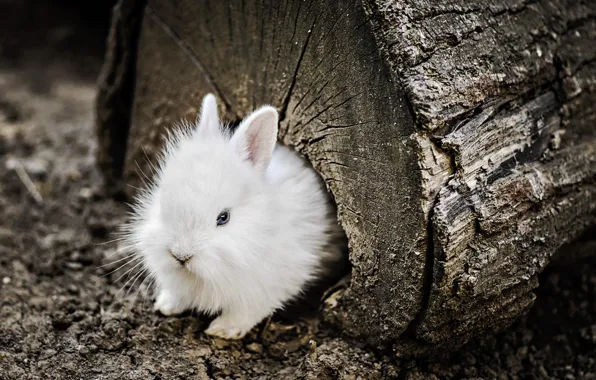 Wood, blue eyes, animal, trunk, fur, ears, rodent, Rabbit