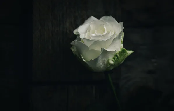 Картинка белый, цветы, темный фон, доски, розы, бутоны